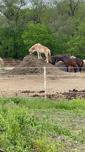 Horse Boarding