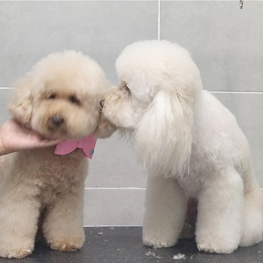 Full Groom