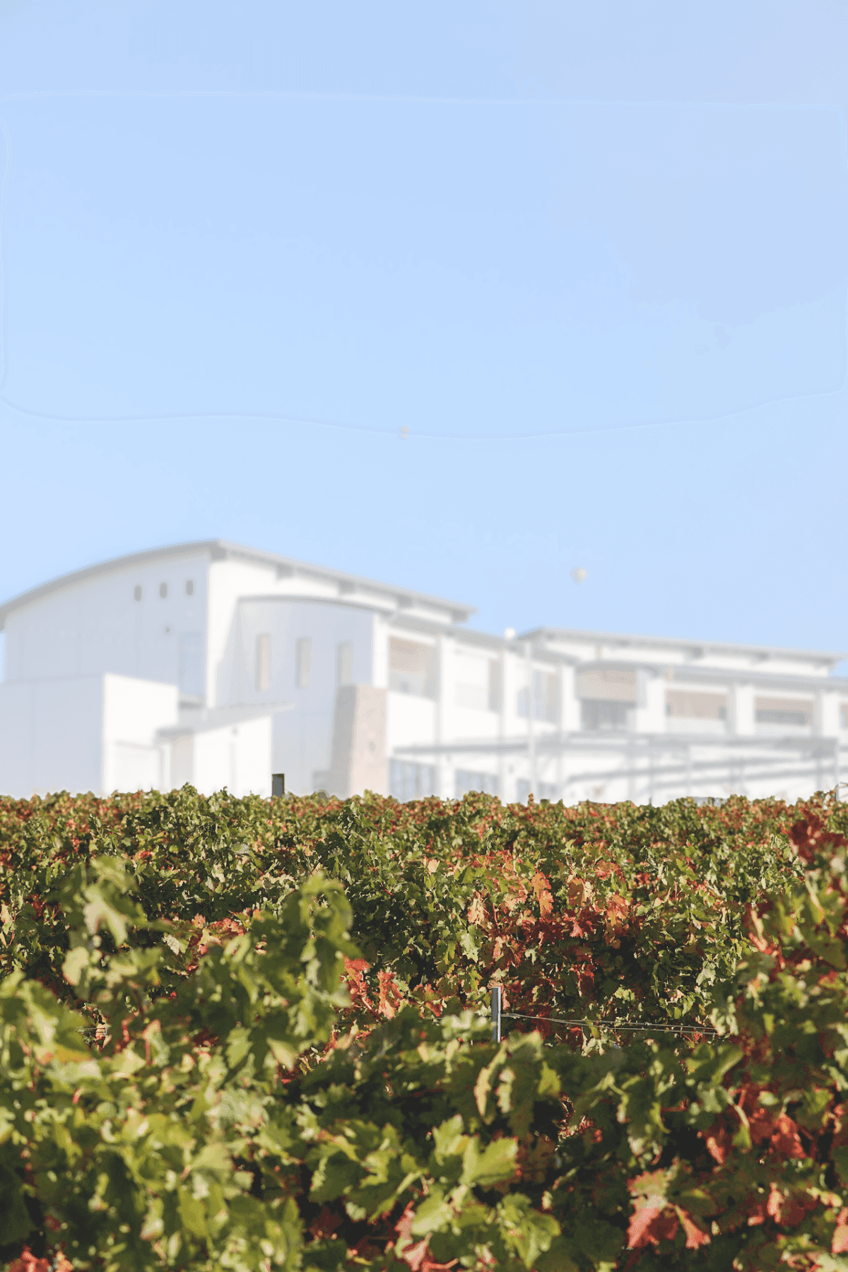 Wine Tasting