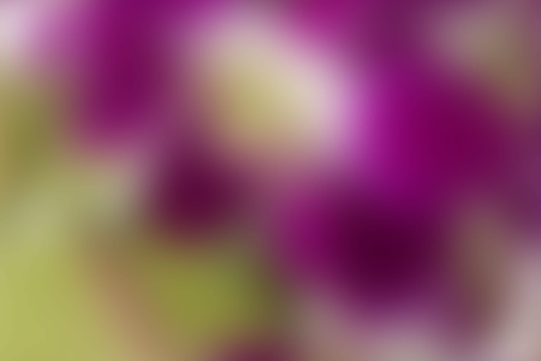 Arango Flowers