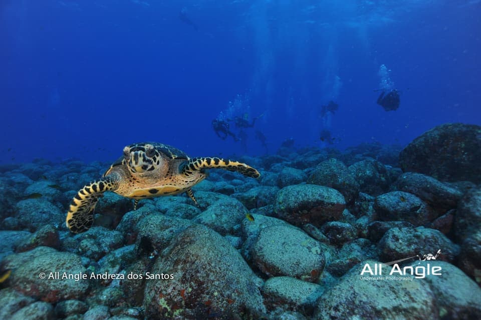 Dive Master - PADI