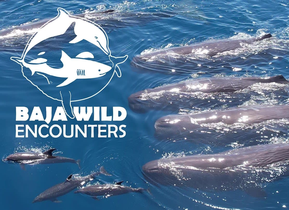 Gray Whale Expedition