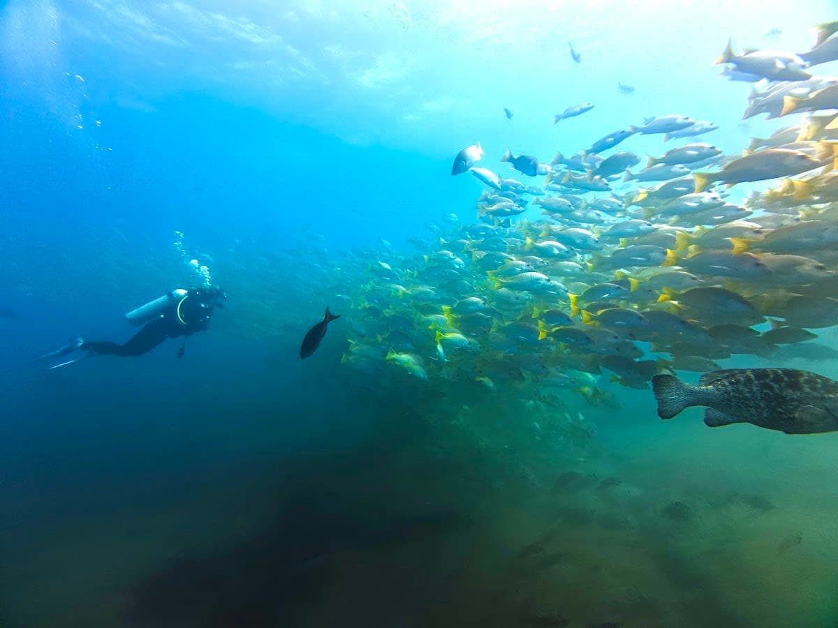 Discovery Scuba Diver