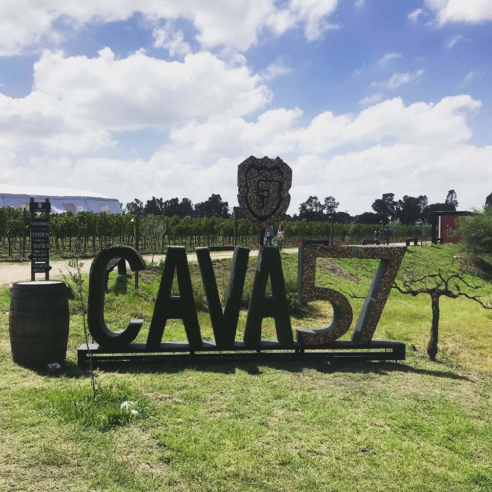 Visitas guiadas al viñedo