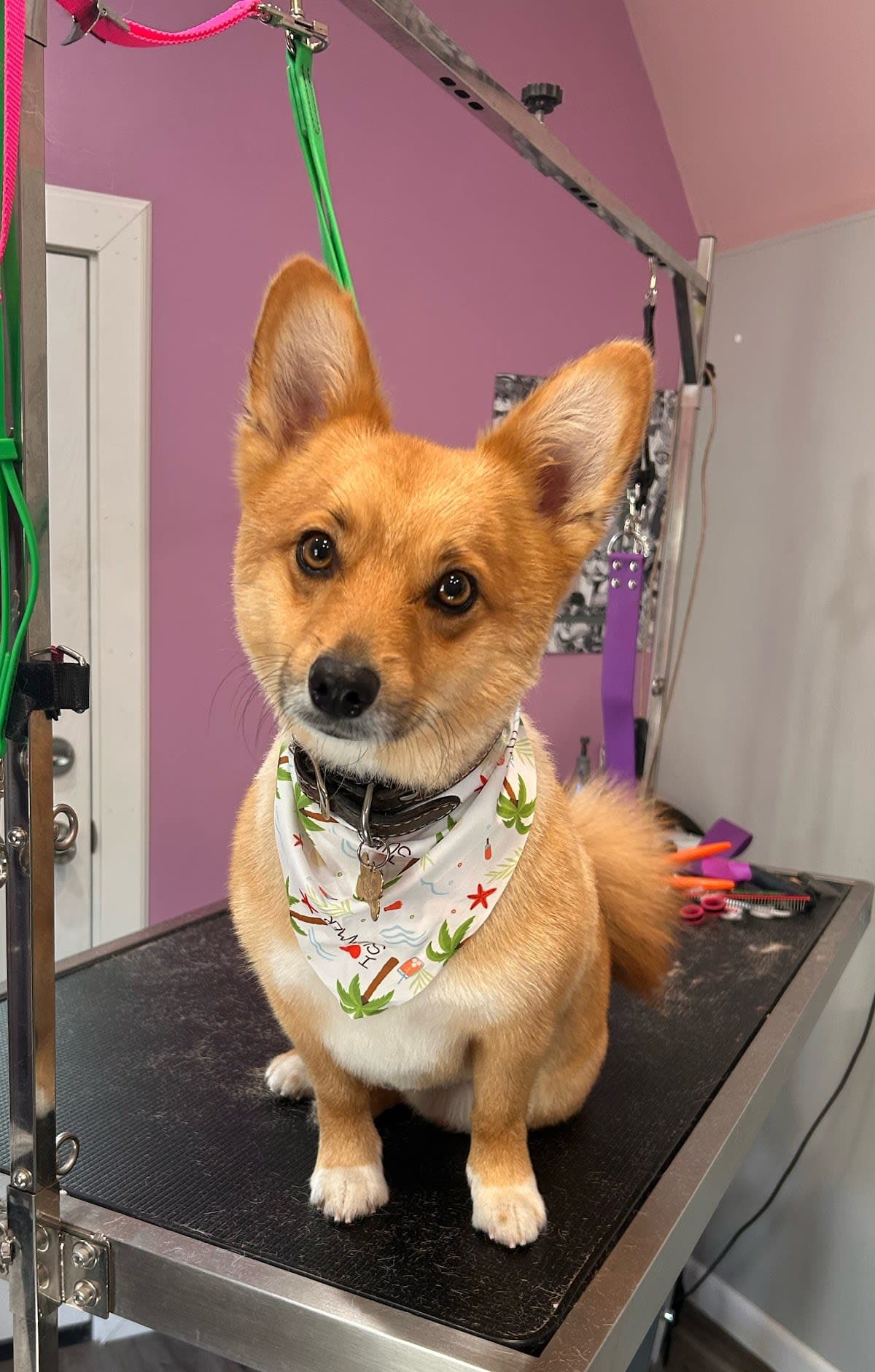 Nail Trim