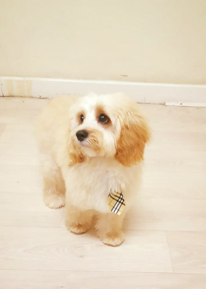 Puppy Package
