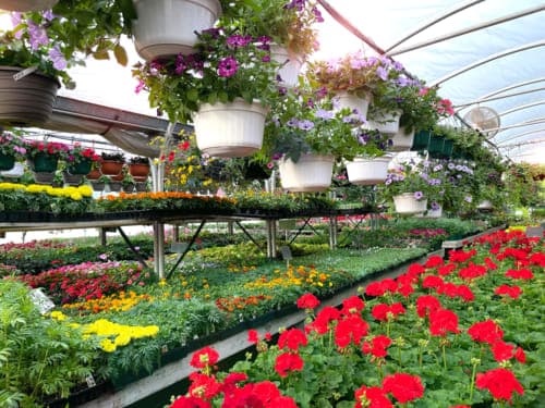 Plants and Produce