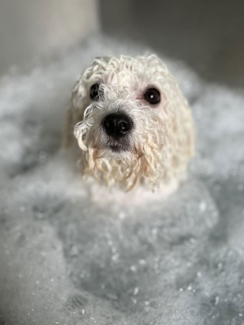 Nail Trim