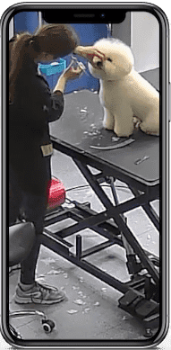 Dog Bath