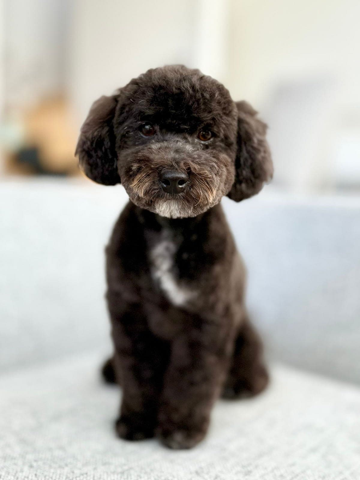 Full Groom