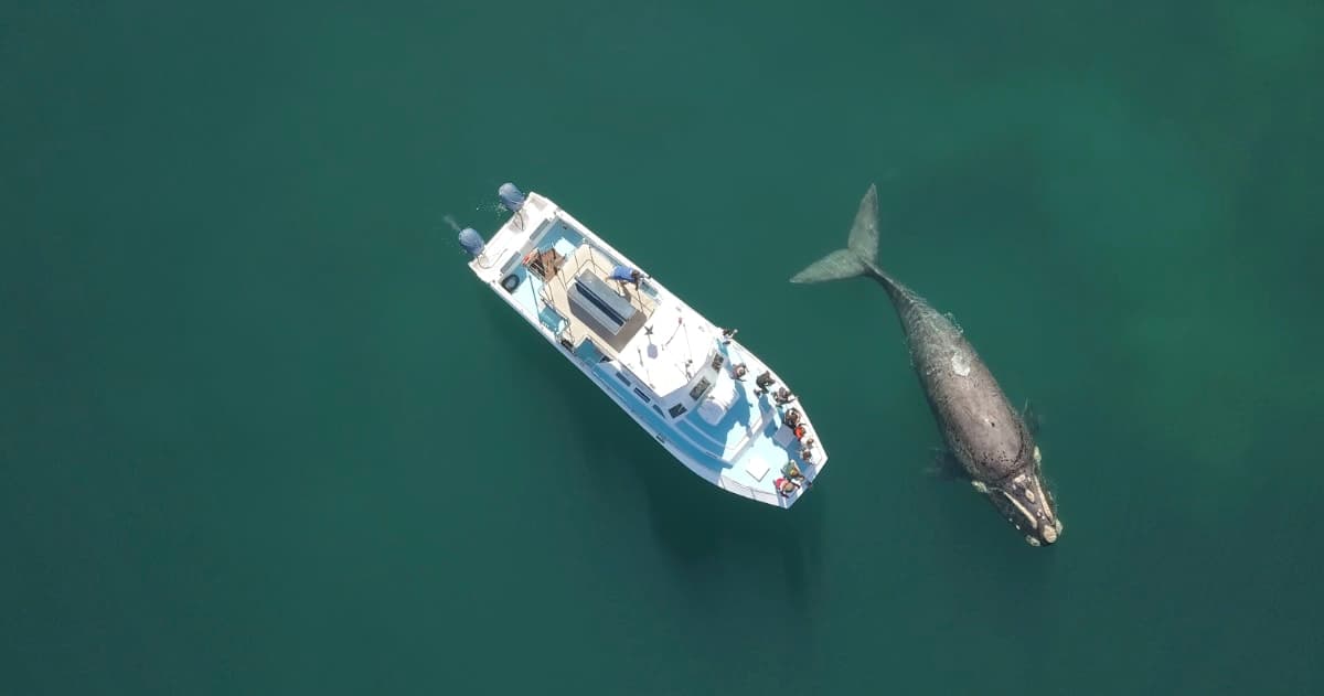 Whale Watching Trip - Child