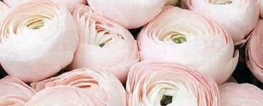 Bouquet White Ribbon