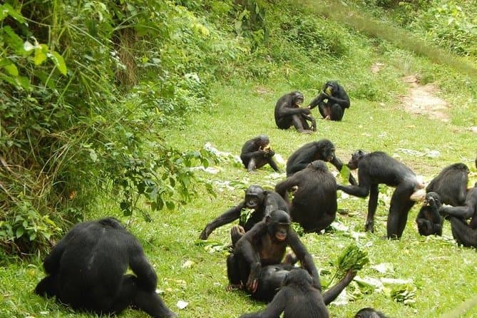 Guided Bonobo Sanctuary Tour