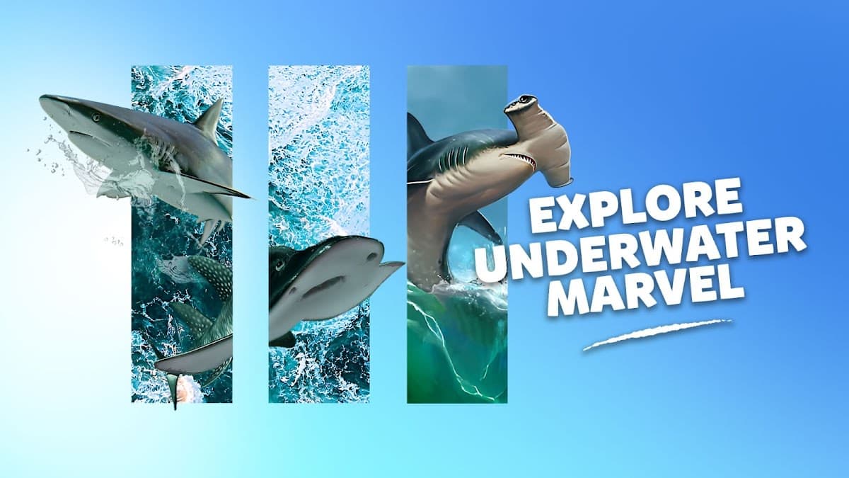 Shark Encounter