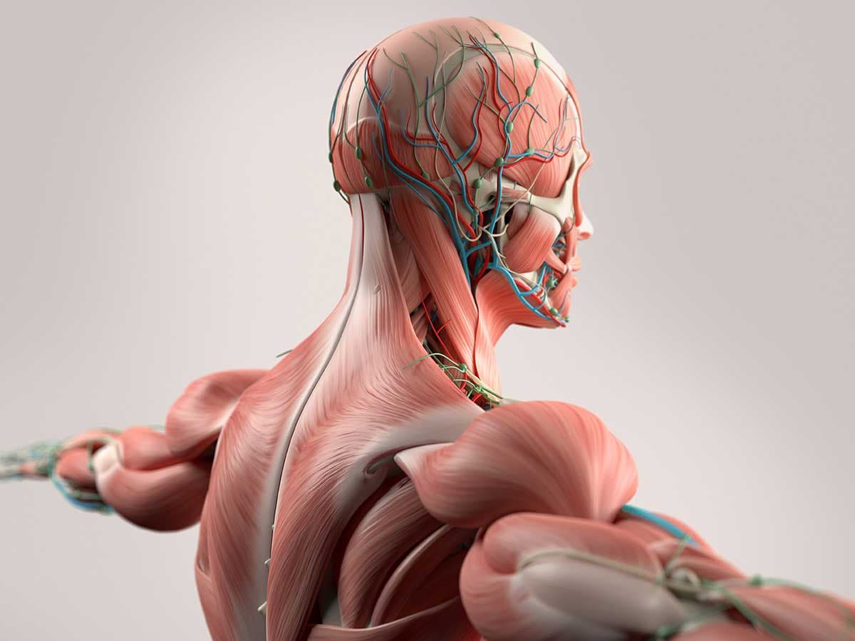 Deep Tissue