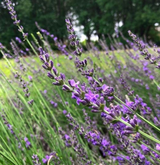 Garden Admission