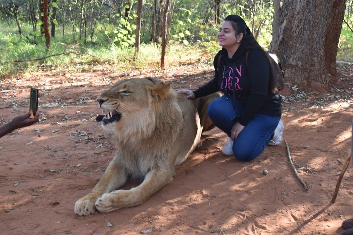 Lion Viewing Only