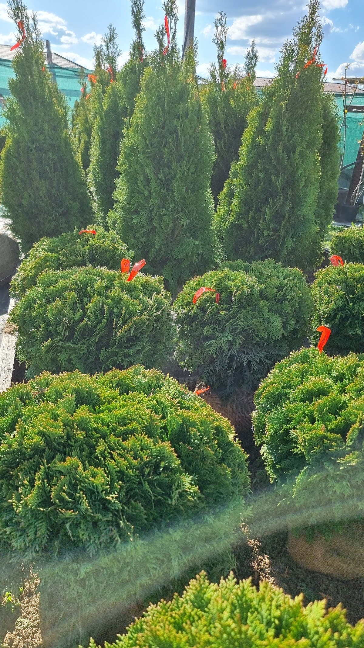 Consultanță în alegerea plantelor