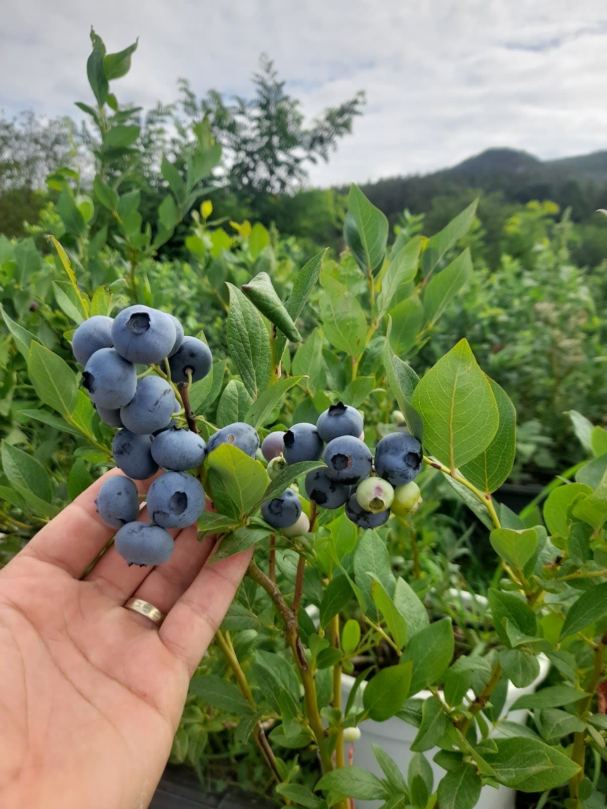 Producție coacaz și agris