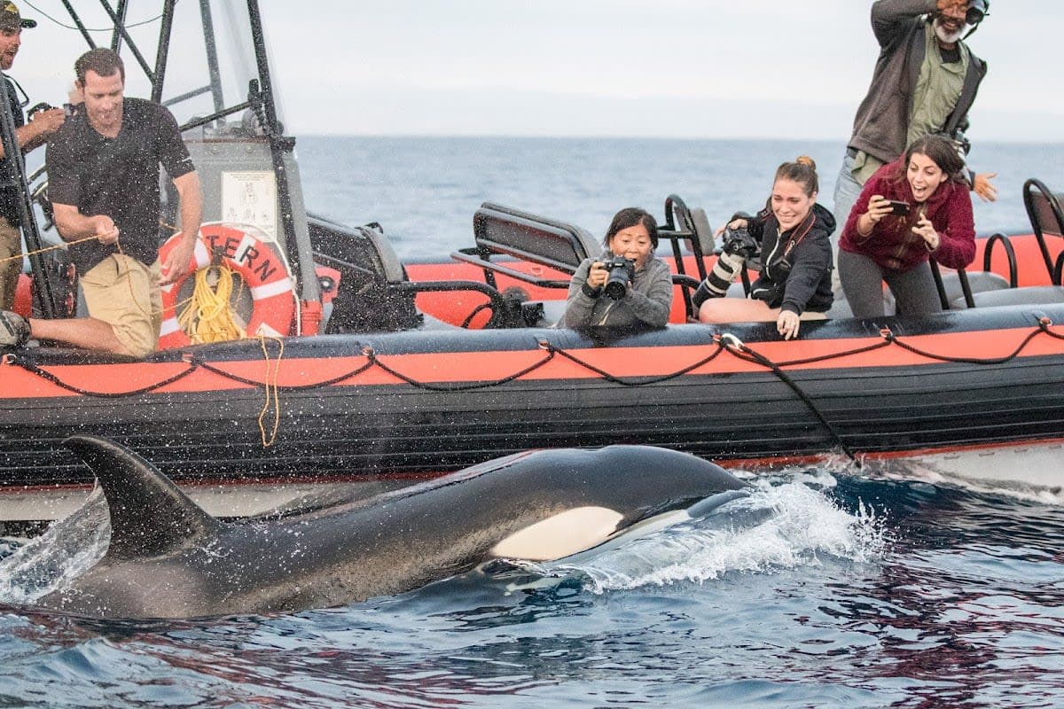 Killer Whale Quest
