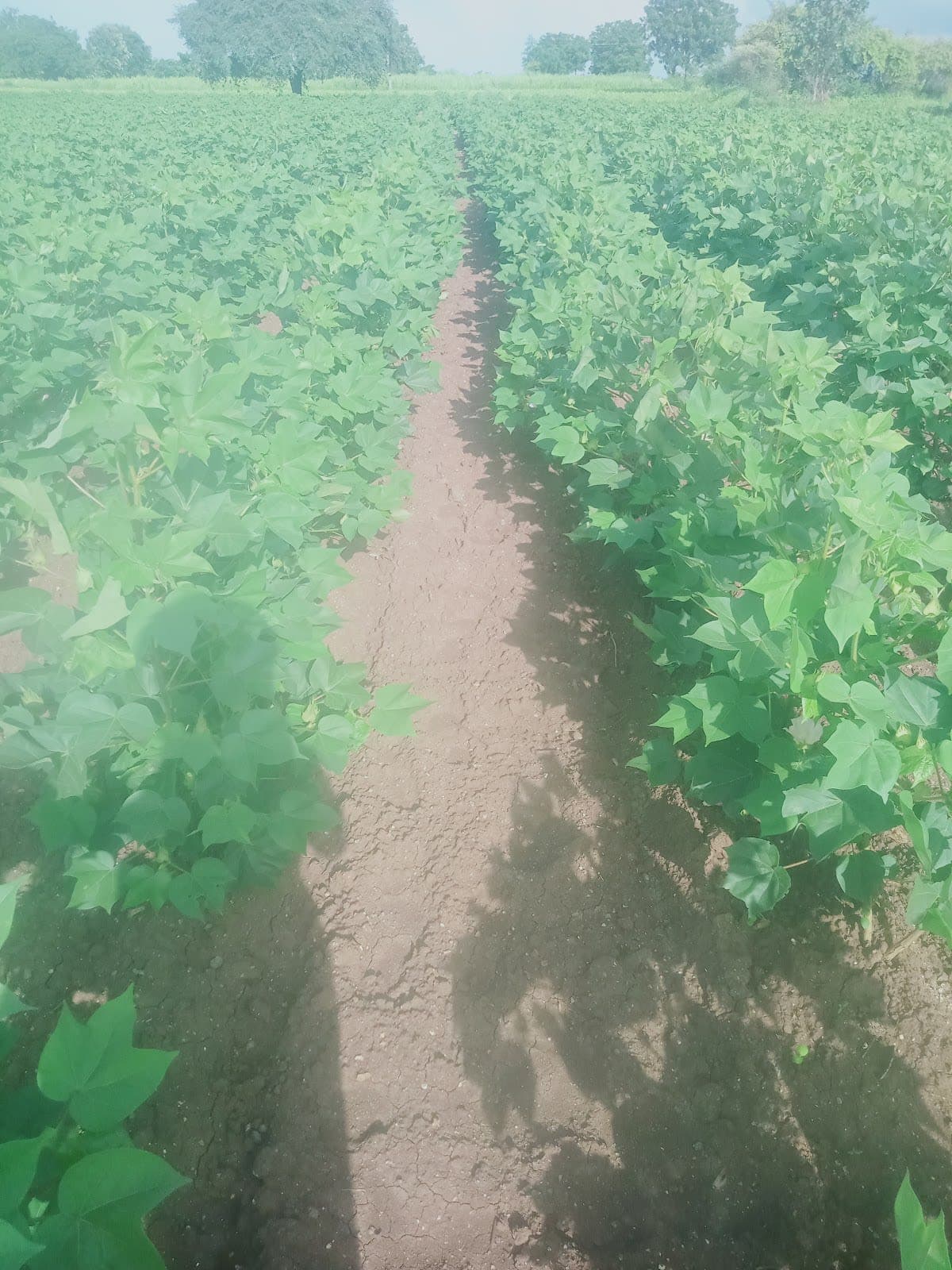 Parbhani selu