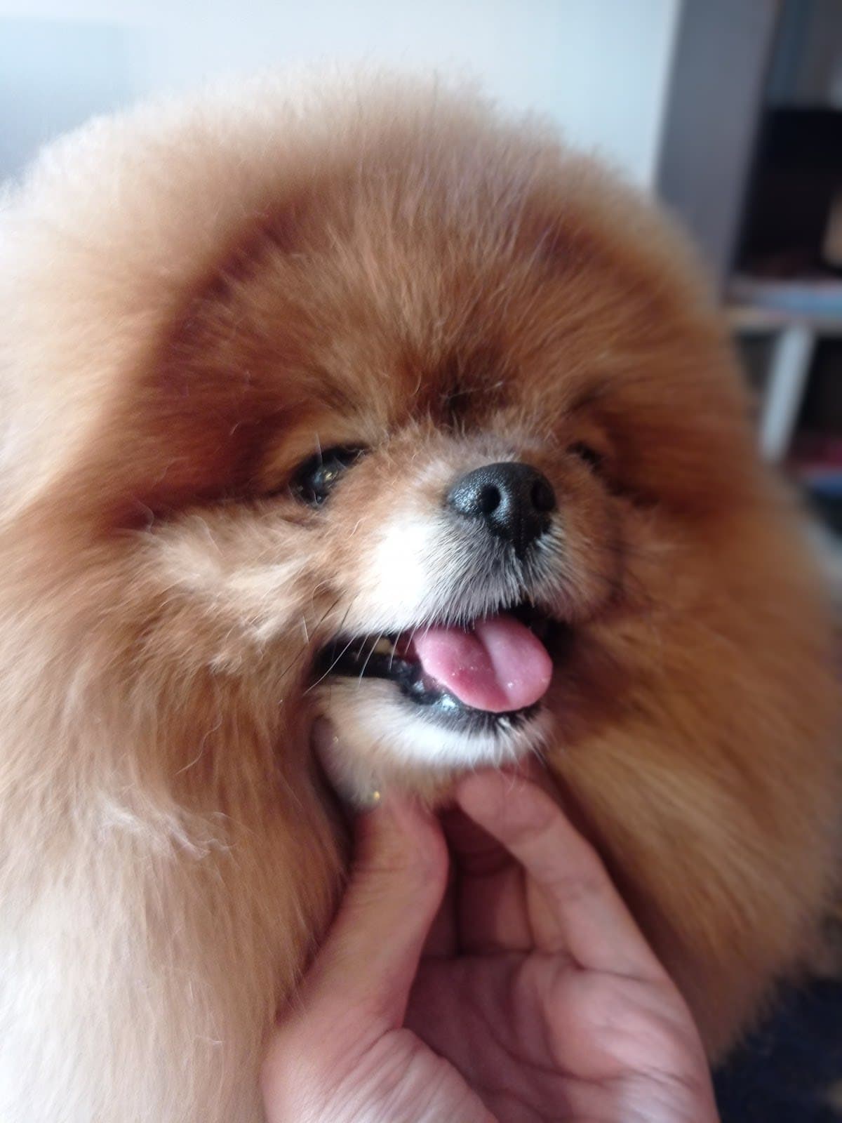 Nail Trim