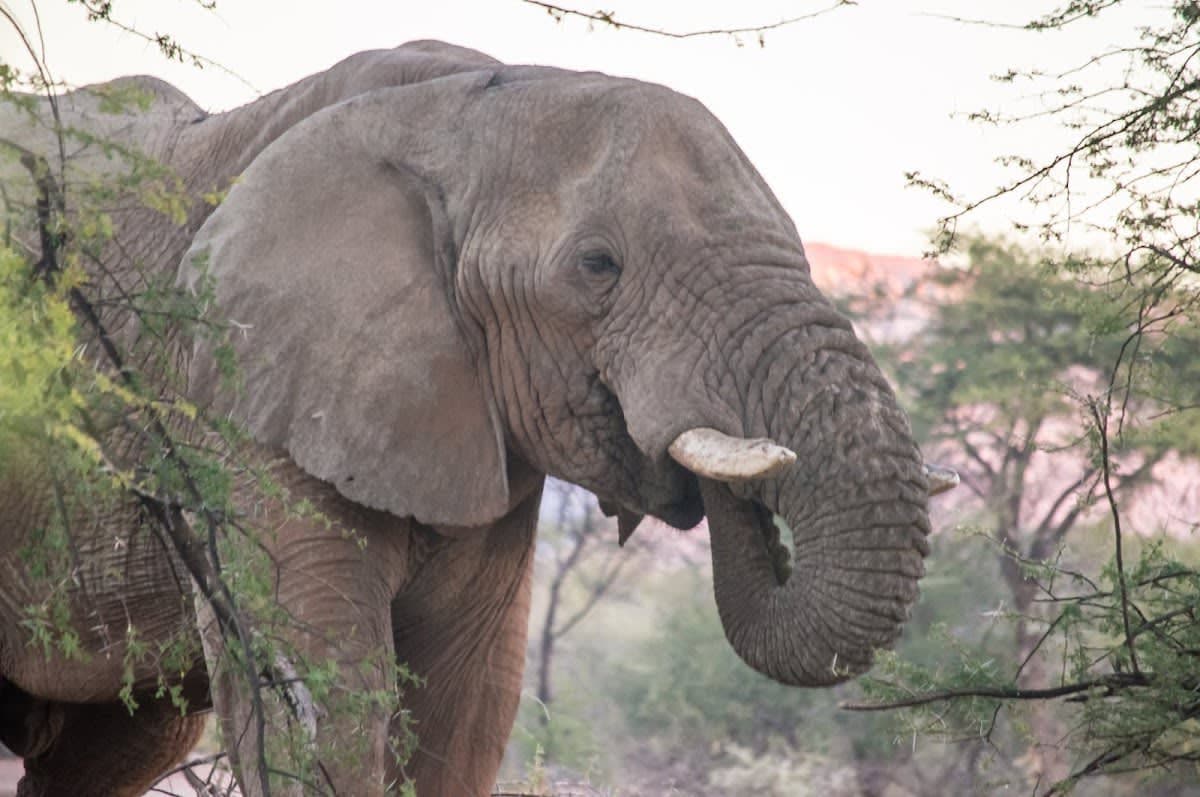 Active Safaris