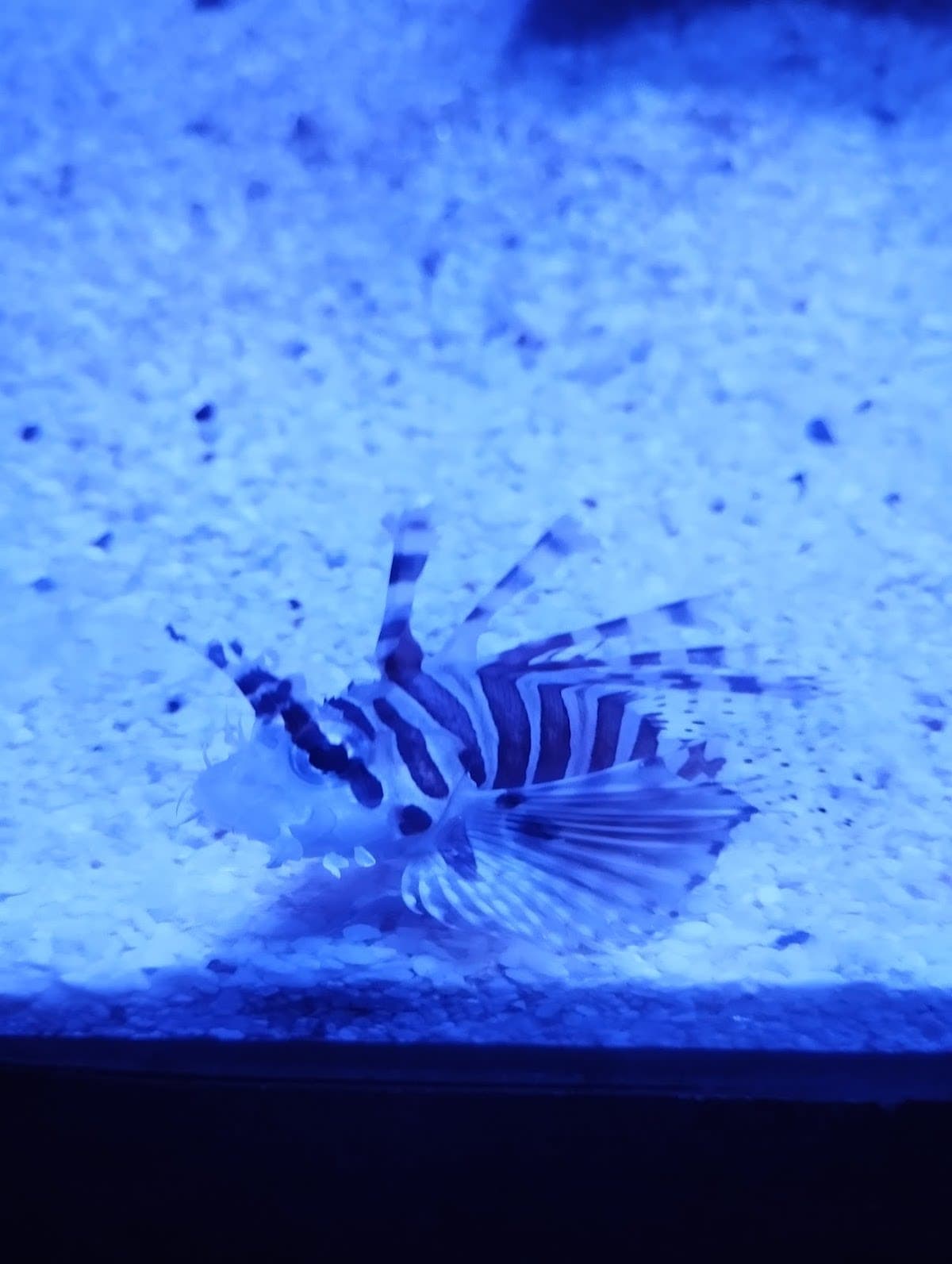 Aquarium Visit