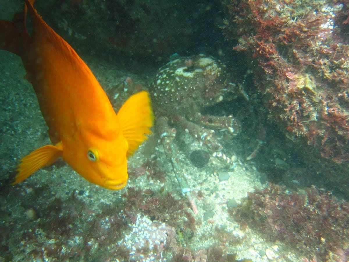 Guided Scuba Excursion