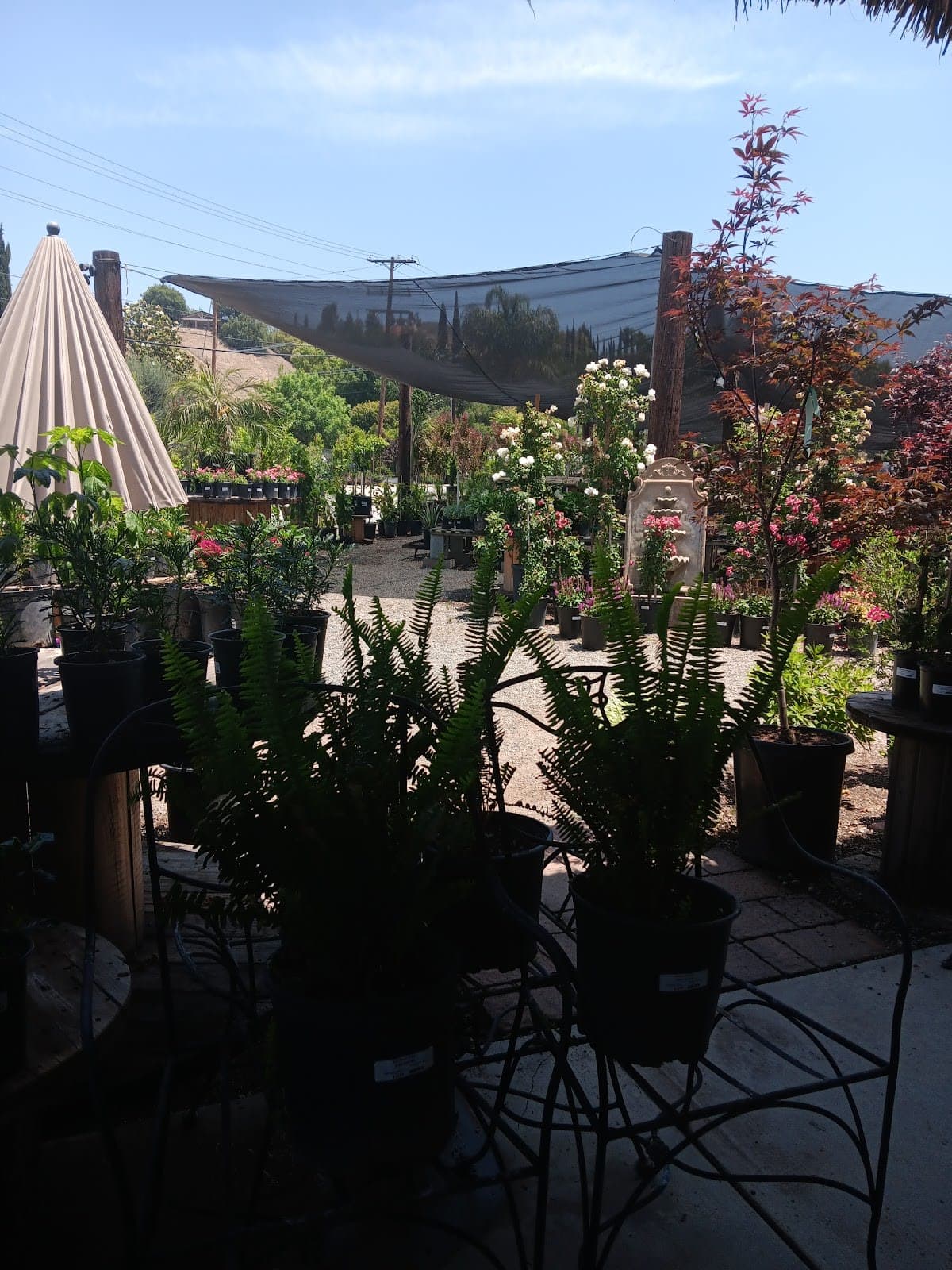 Serrano Nursery and Landcape INC