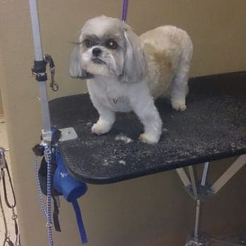 Bath & Brush Out