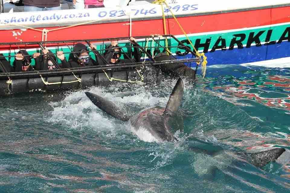 Shark Cage Diving & Marine Safari