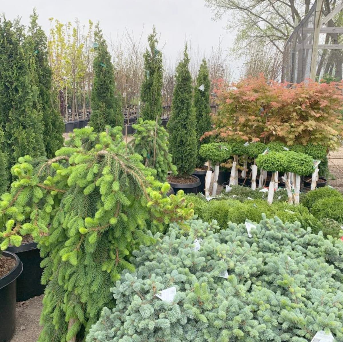 Nursery Plants