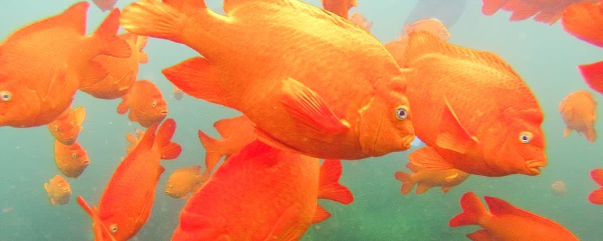 La Jolla Cove Guided Snorkeling Tour