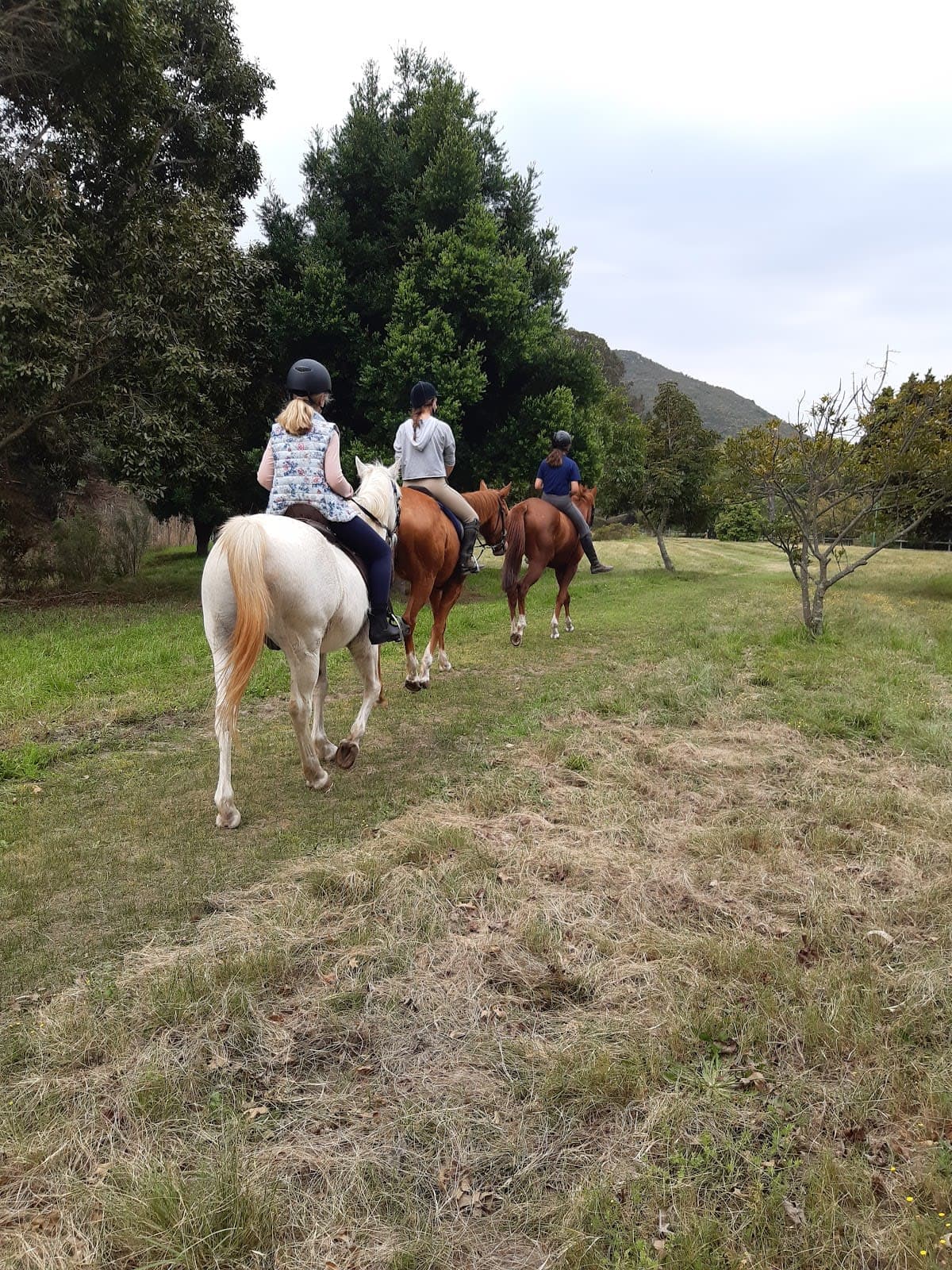 Riding Lessons