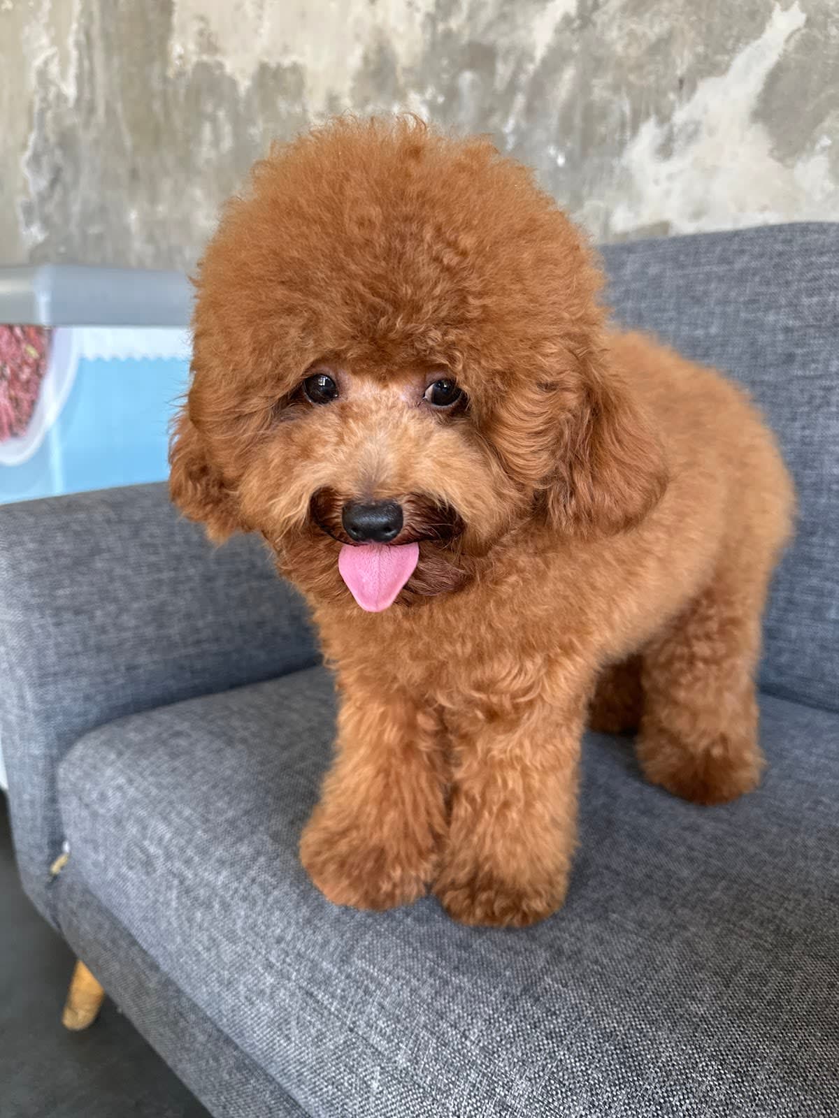 Full Groom
