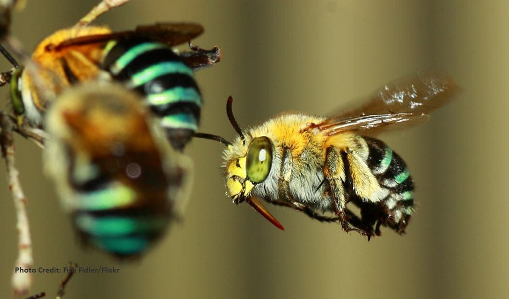 Tasty Honey