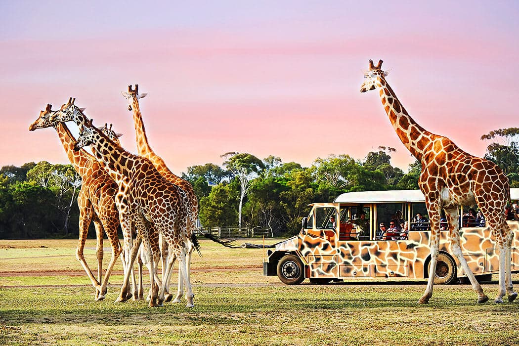 Drive-Through Safari