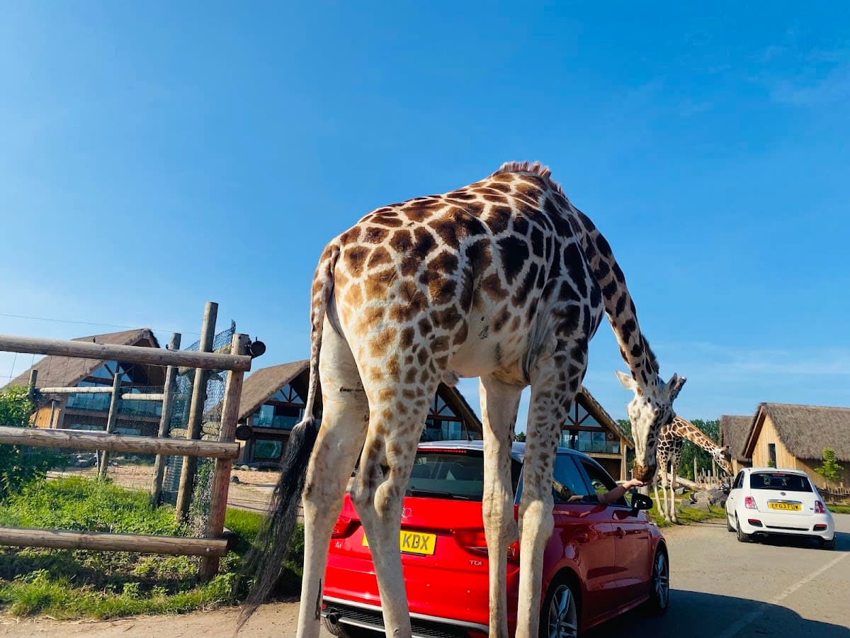 Giraffe Safari Lodges