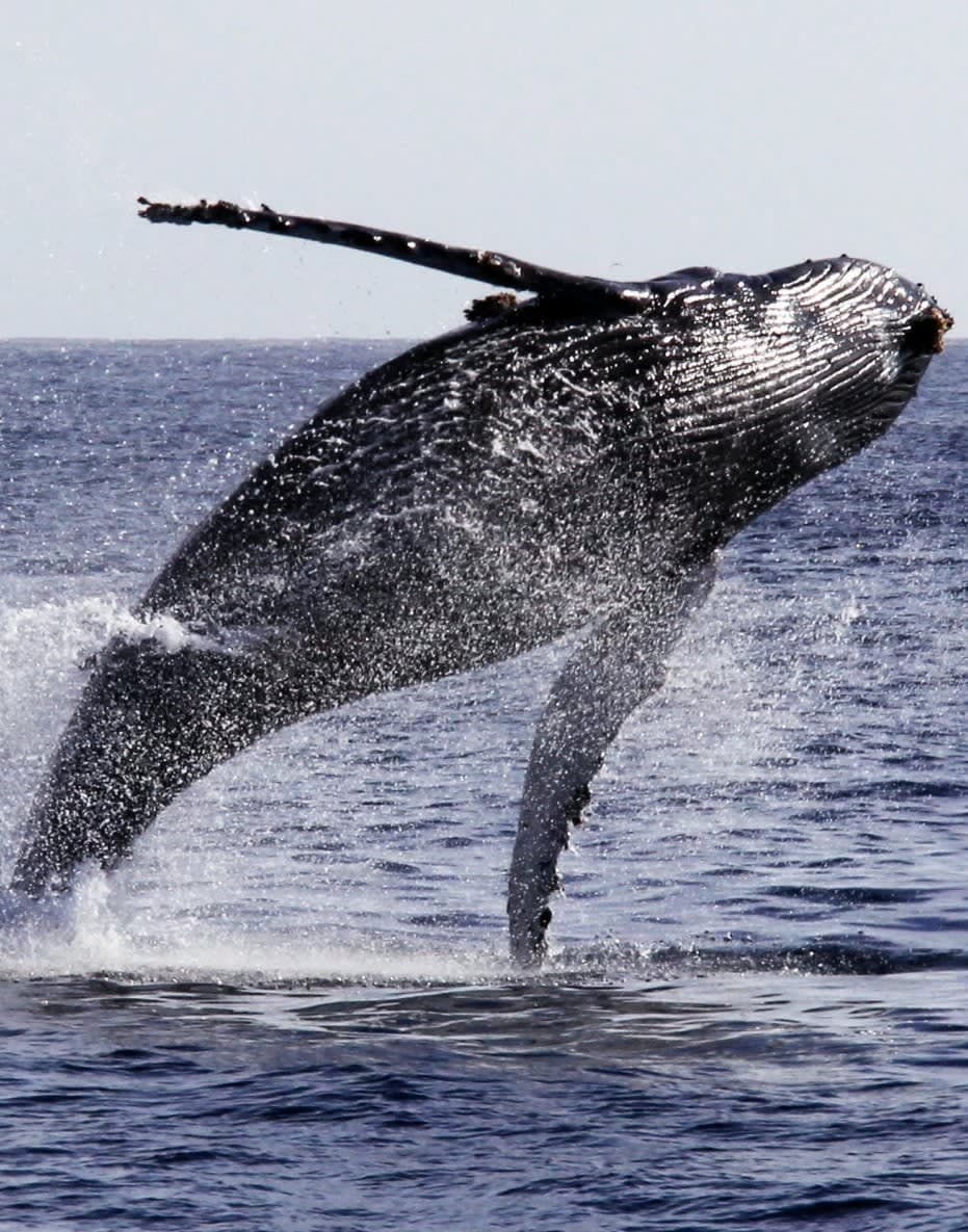 Whale Watching Tour