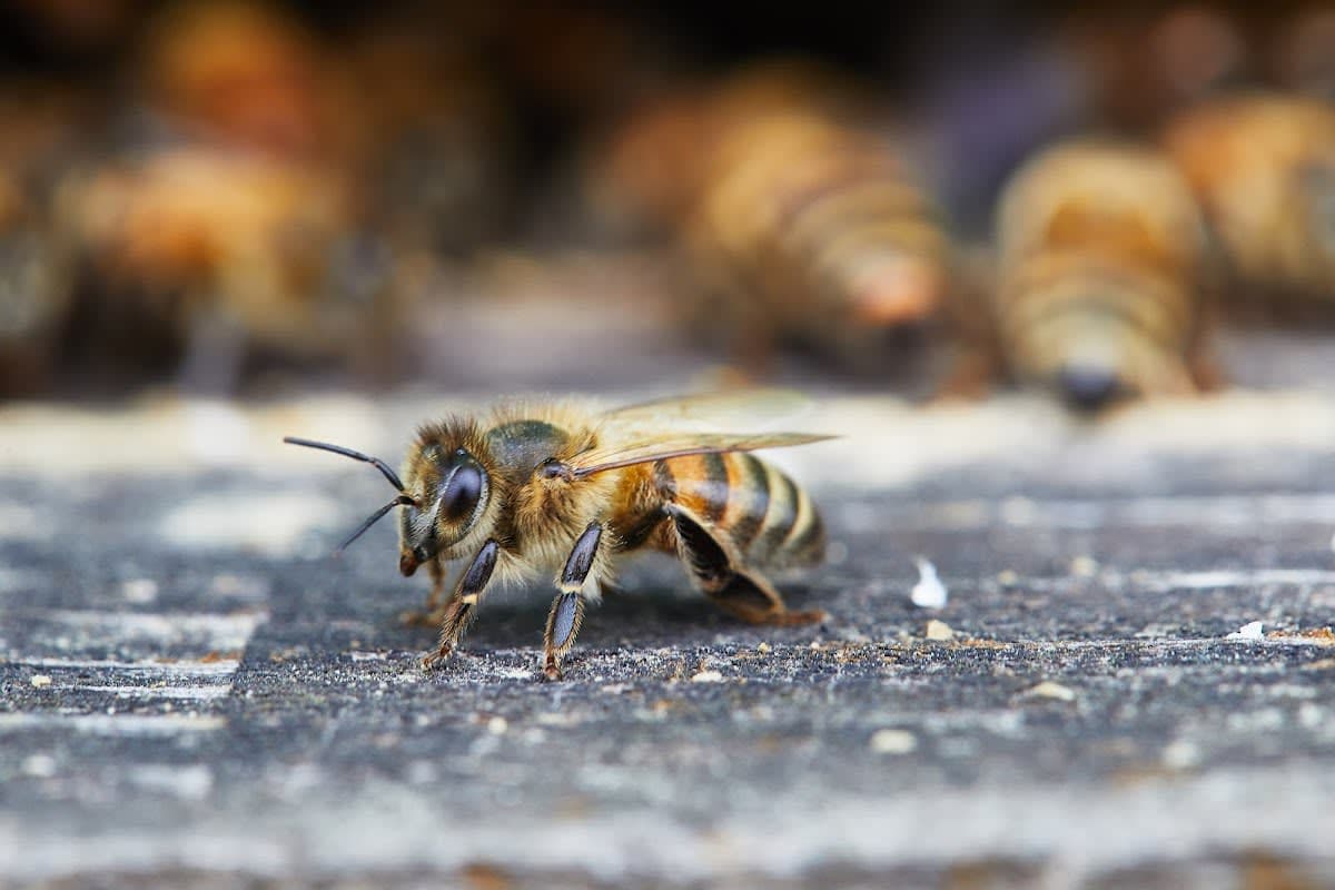 Beekeeping Instruction