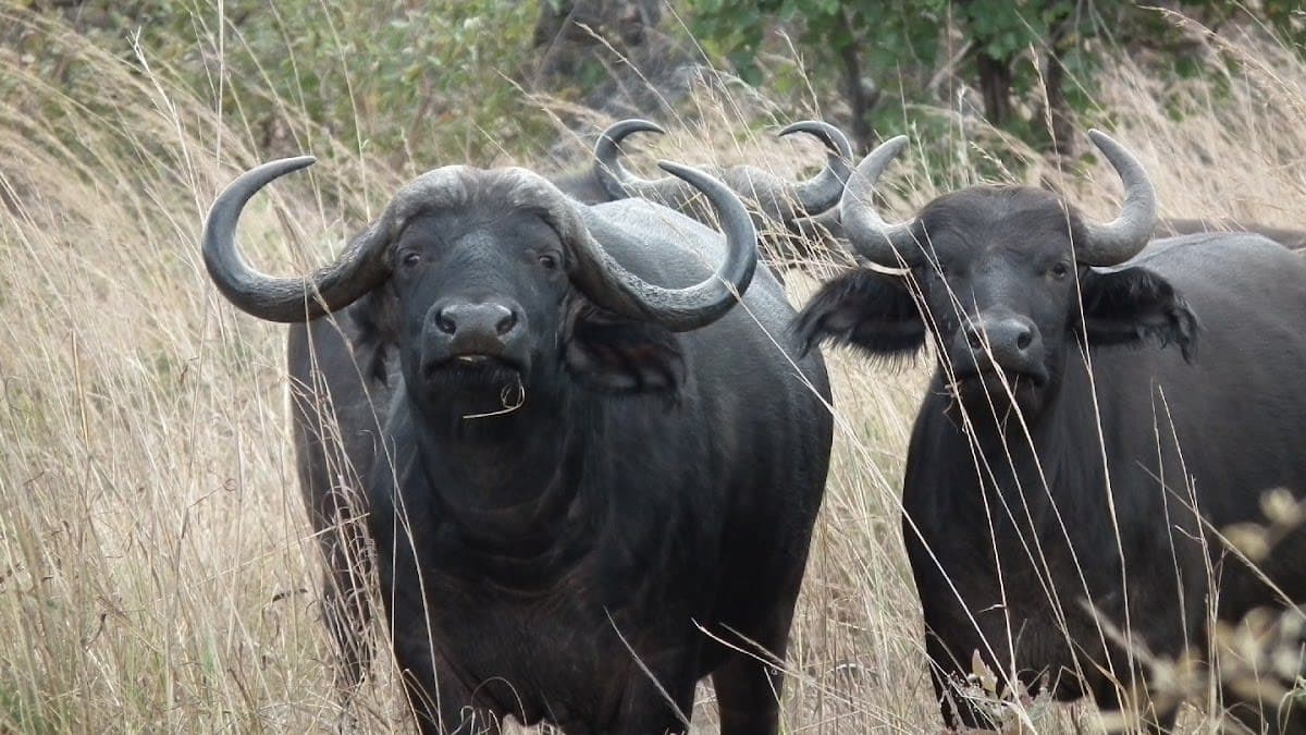 Tour of the Victoria Falls