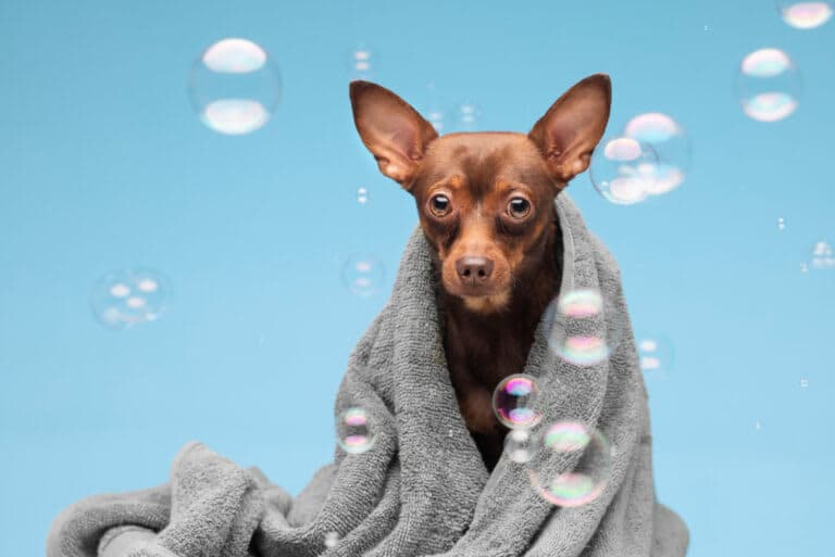 Peluquería Canina
