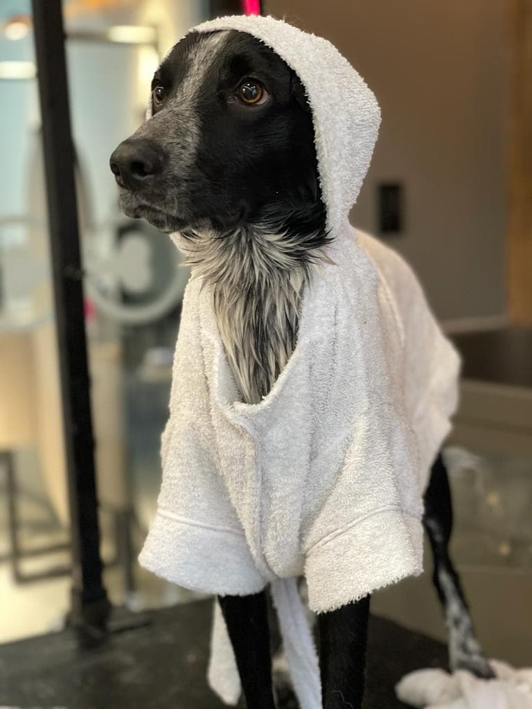 Dog Bath