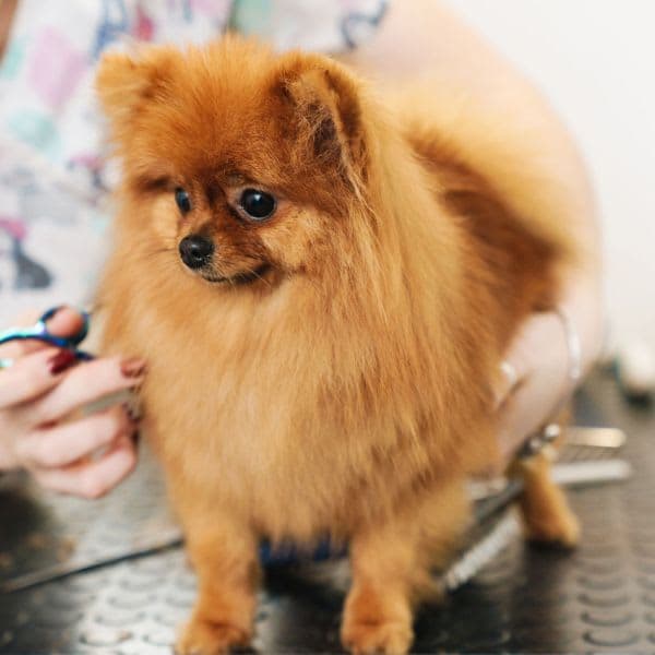 Paws Grooming Empire | Dog & Cat Grooming | Dog Walking | Doggy Day Care | Finchley, London