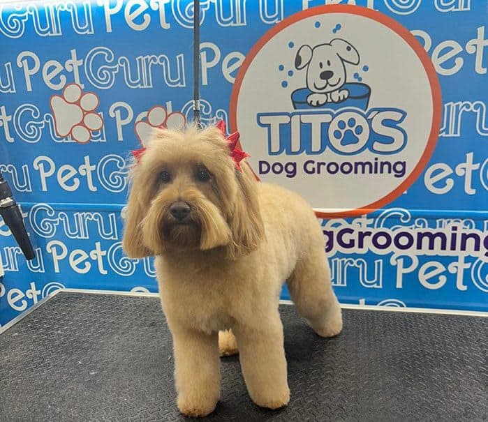 Tito's Dog Grooming Miami