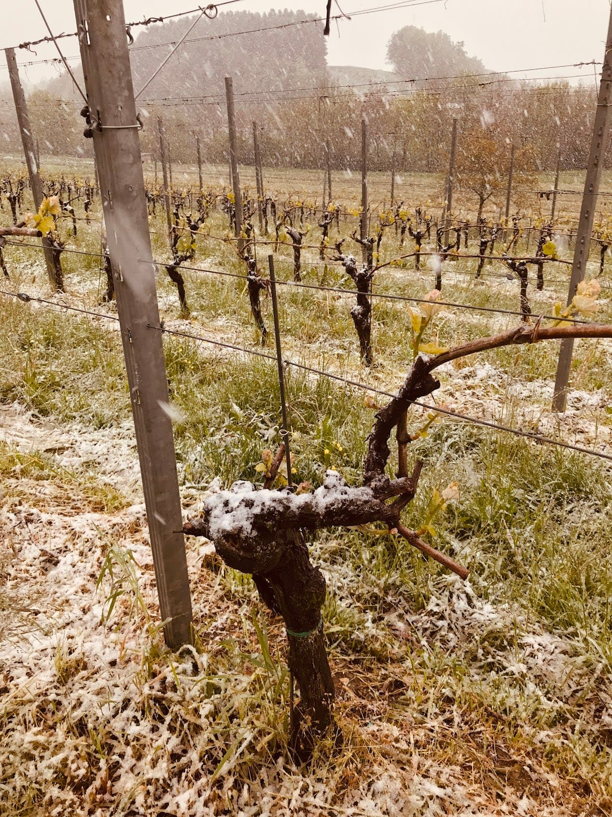 Pian Delle Vette - Vini disegnati dalle Dolomiti
